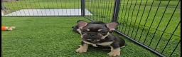 French Bulldog dogs for sale: French bulldog dog puppies  - Advert 1