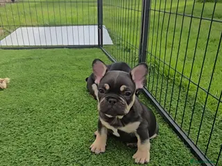 French Bulldog dogs French bulldog dog puppies - Advert 13