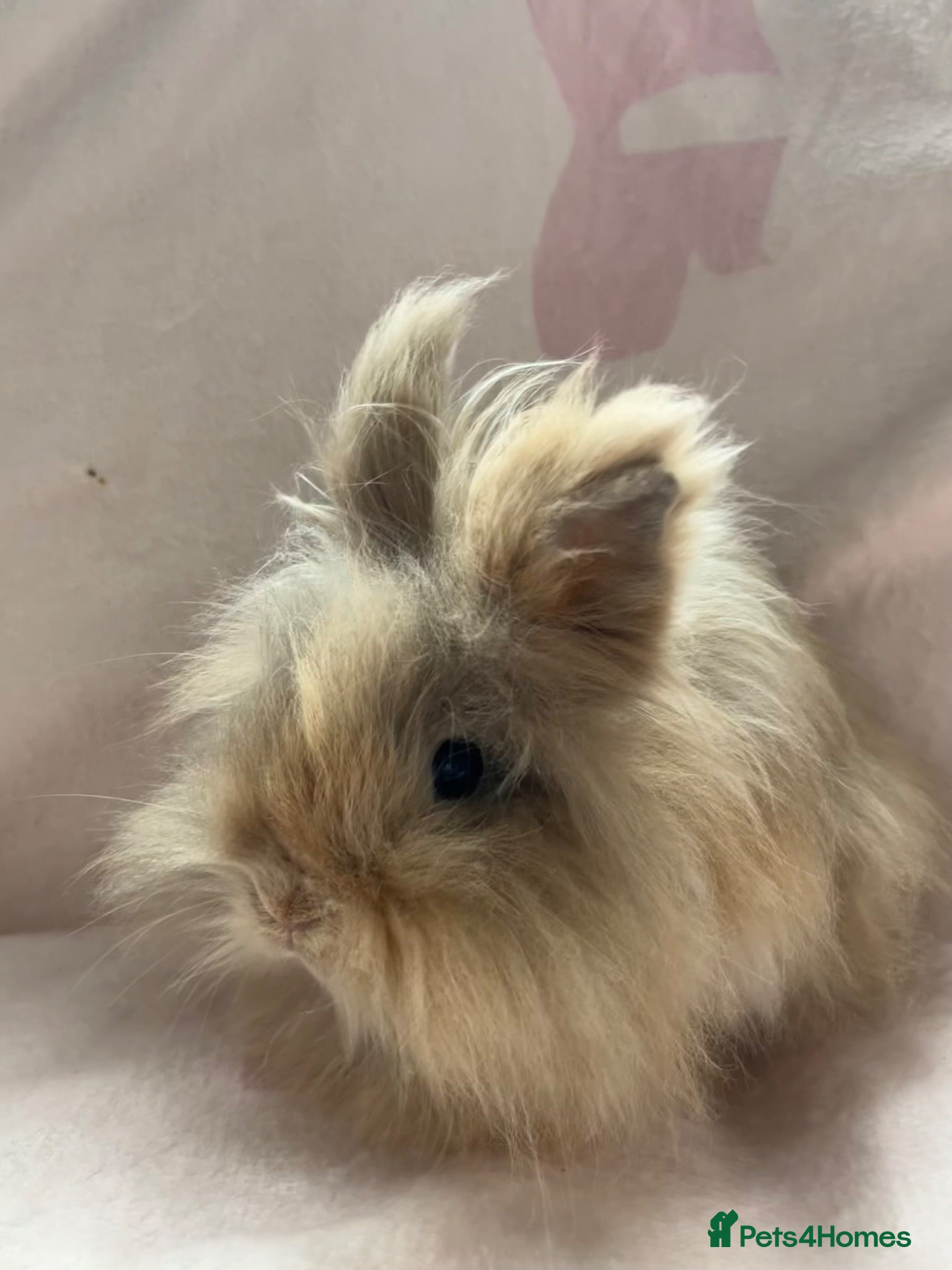 Lionhead rabbits 8 month old long haired lionhead doe  - Advert 1