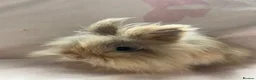 Lionhead rabbits for sale: 8 month old long haired lionhead doe  - Advert 1