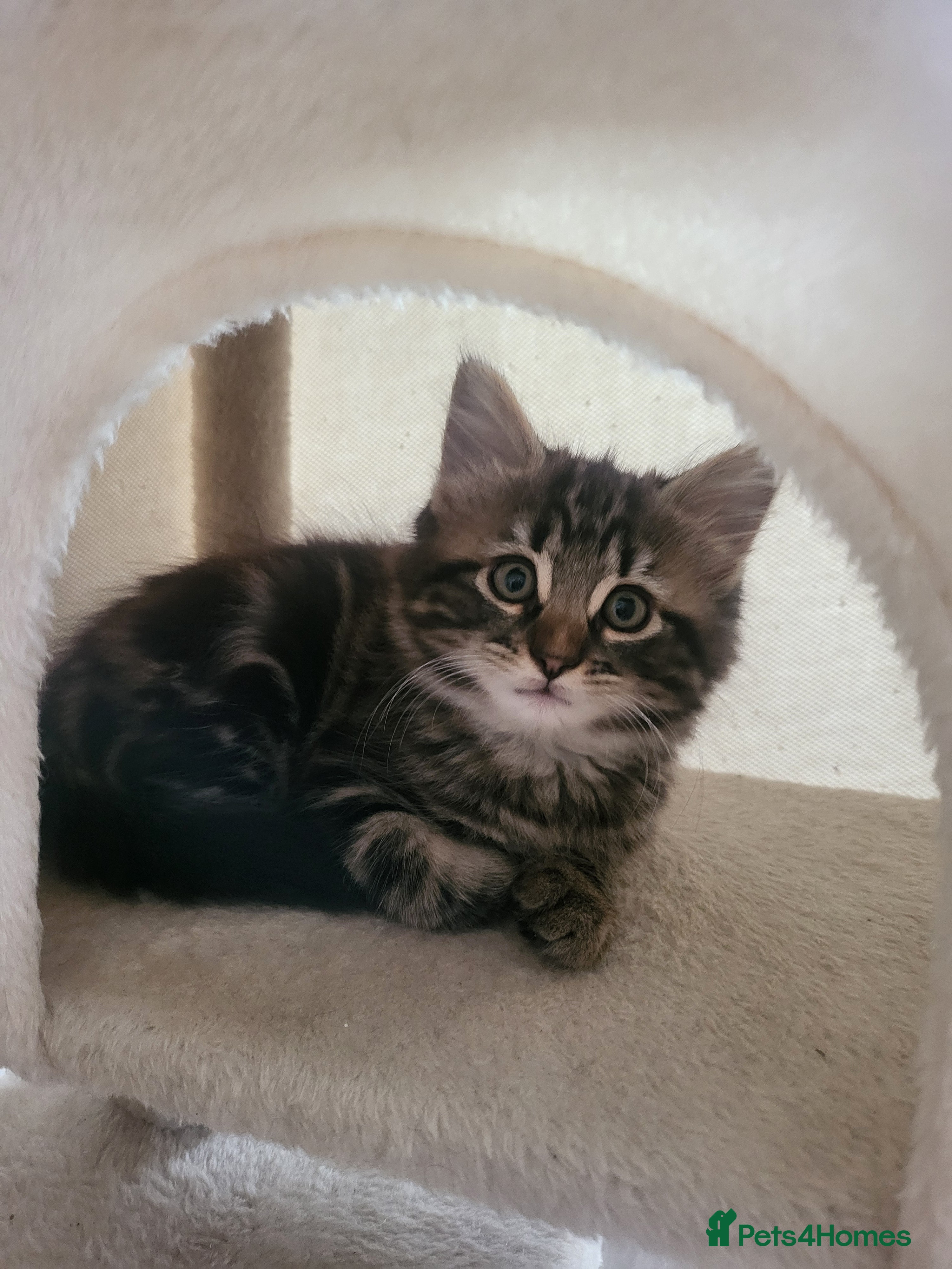 Siberian cats Only one boy kitten left to reserve 🐾 - Advert 13