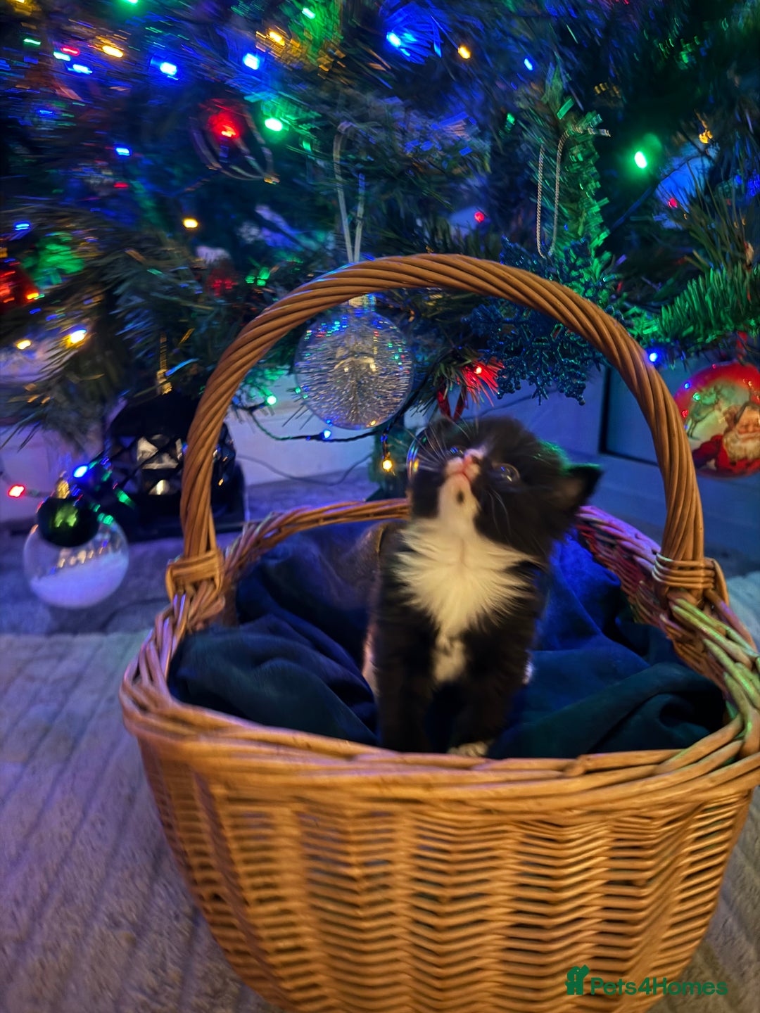 British Longhair cats for sale: 5 Beautiful Kittens  - Advert 12