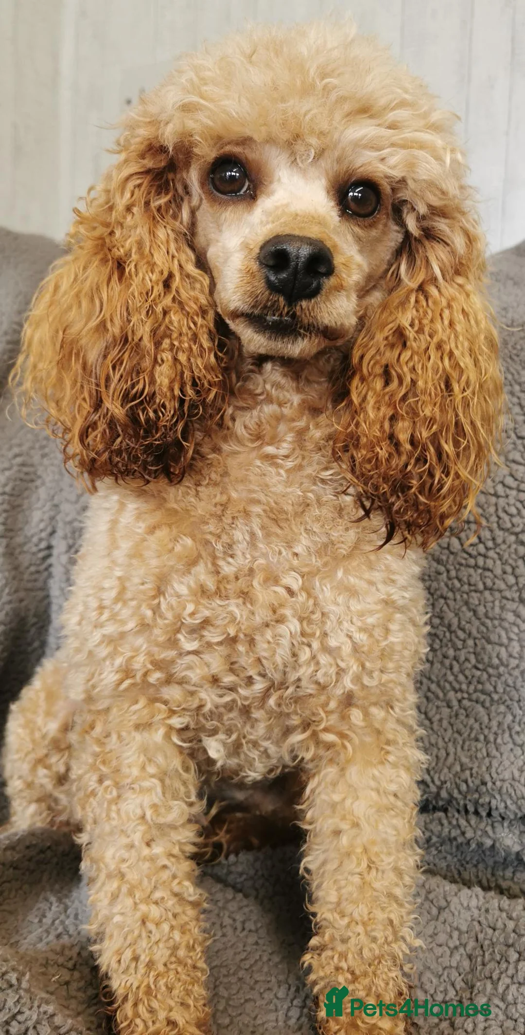 Cockapoo dogs for sale: F1 Cockapoo pups, KC reg health tested parents  - Advert 12