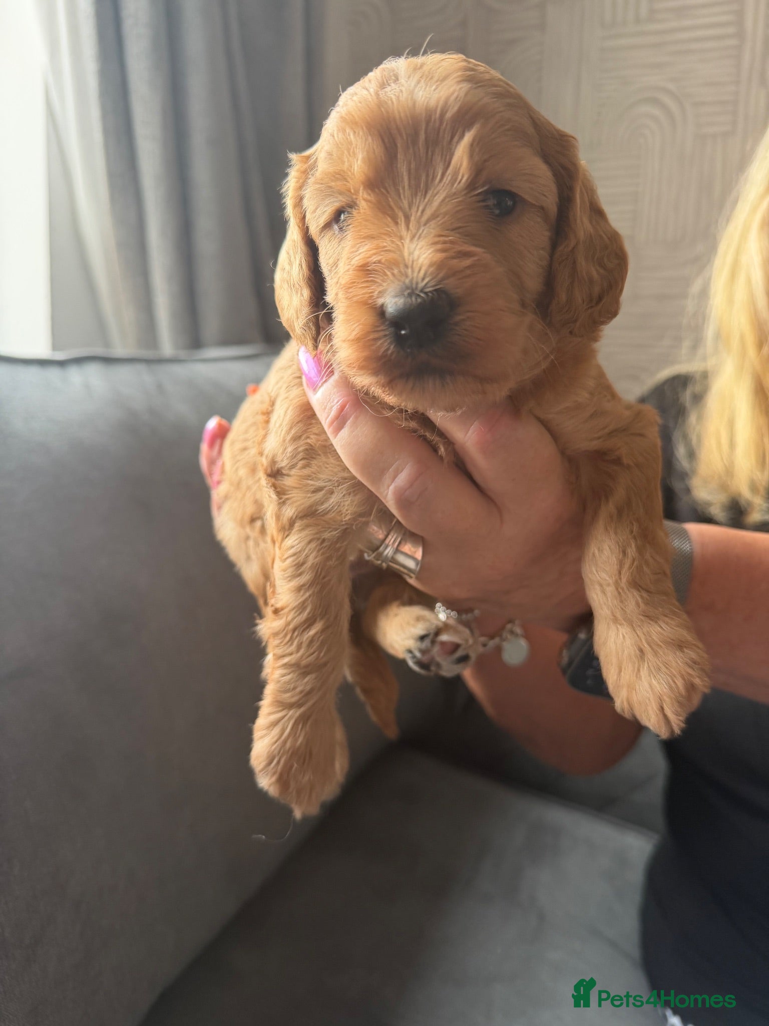 Cockapoo dogs Beautiful f1b cockapoos for sale  - Advert 1