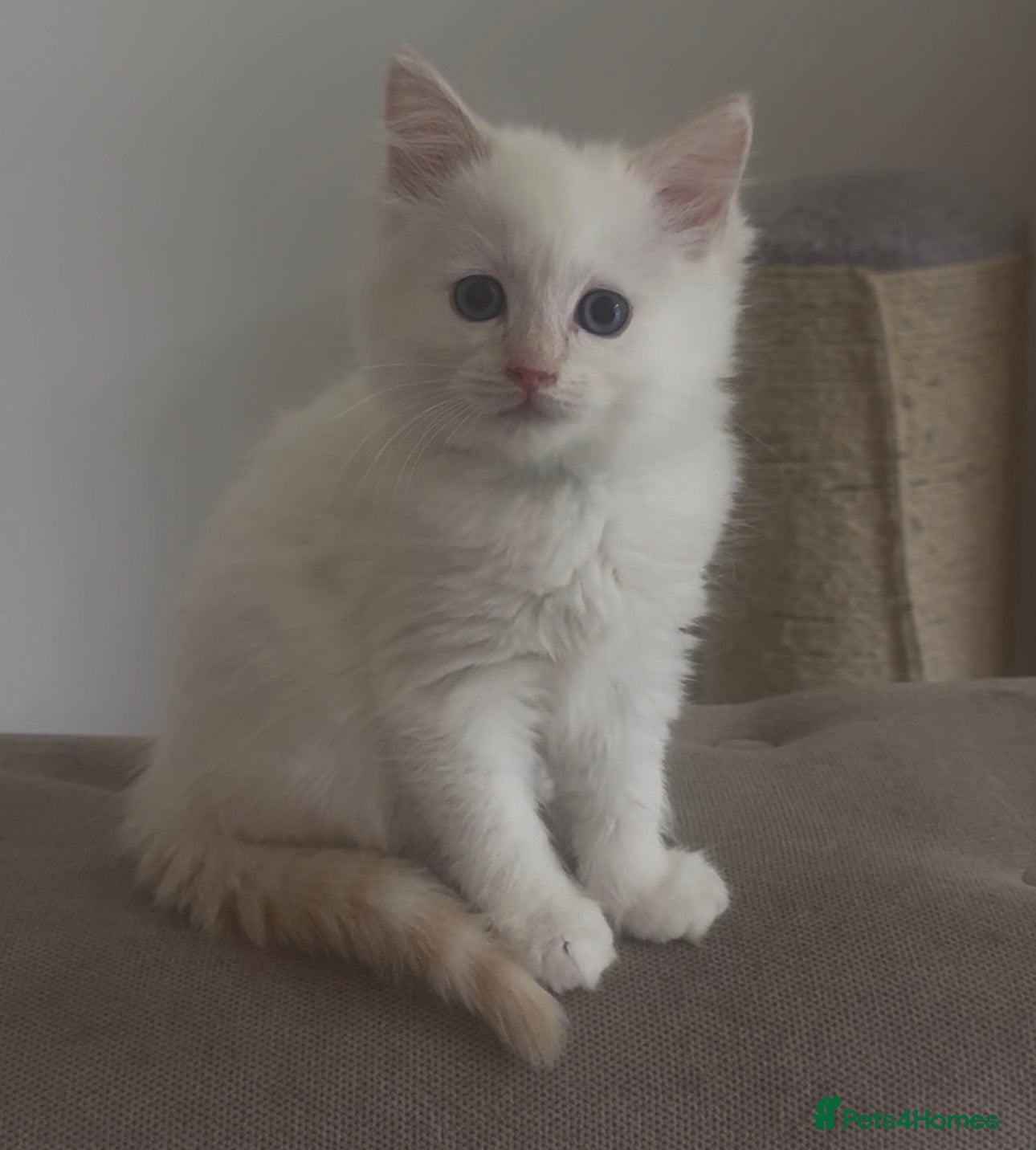 Ragdoll cats Ragdoll kittens champion breed GCCF show quality  - Advert 2