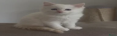 Ragdoll Kitten 4