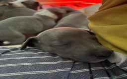 Whippet dogs for sale: One boy left, KC registered  - Image 9