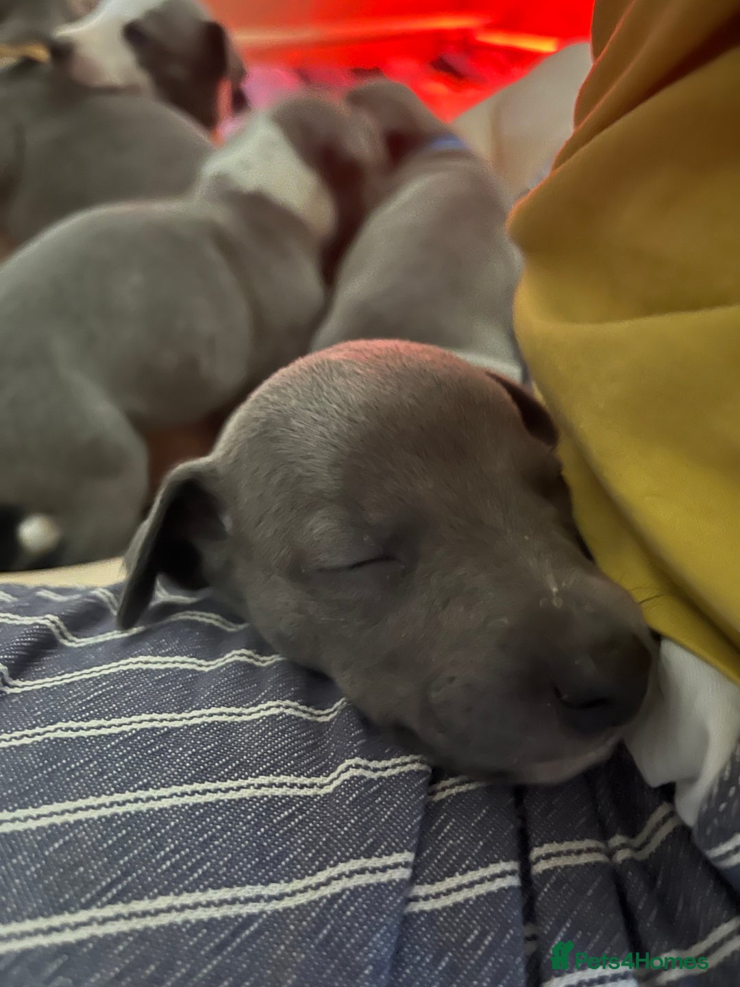 Whippet dogs for sale: One boy left, KC registered  - Image 9