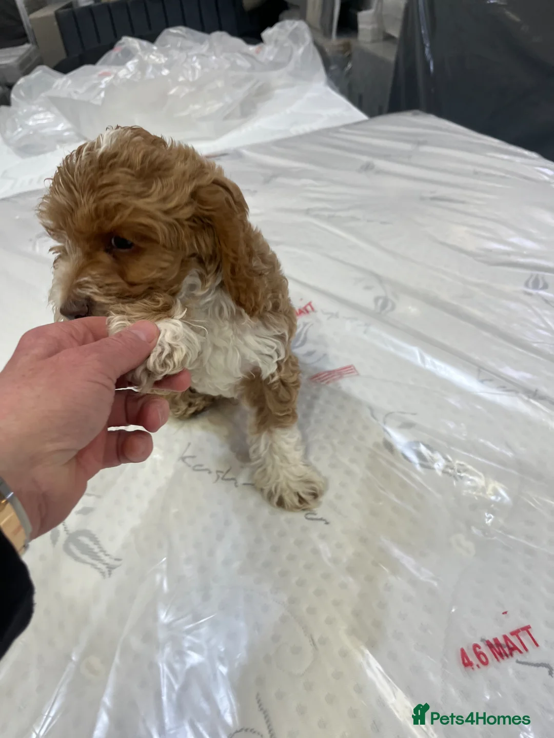 Cockapoo dogs for sale: Pra-prcd clear f1 cockapoo boy  - Advert 2