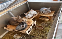 Lionhead rabbits for sale: Stunning Lionhead rabbits. 2 remaining - Image 9
