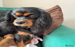 Cavapoo dogs for sale: Beautiful healthy Cavapoo’s d.o.b 22/08/25 - Image 24