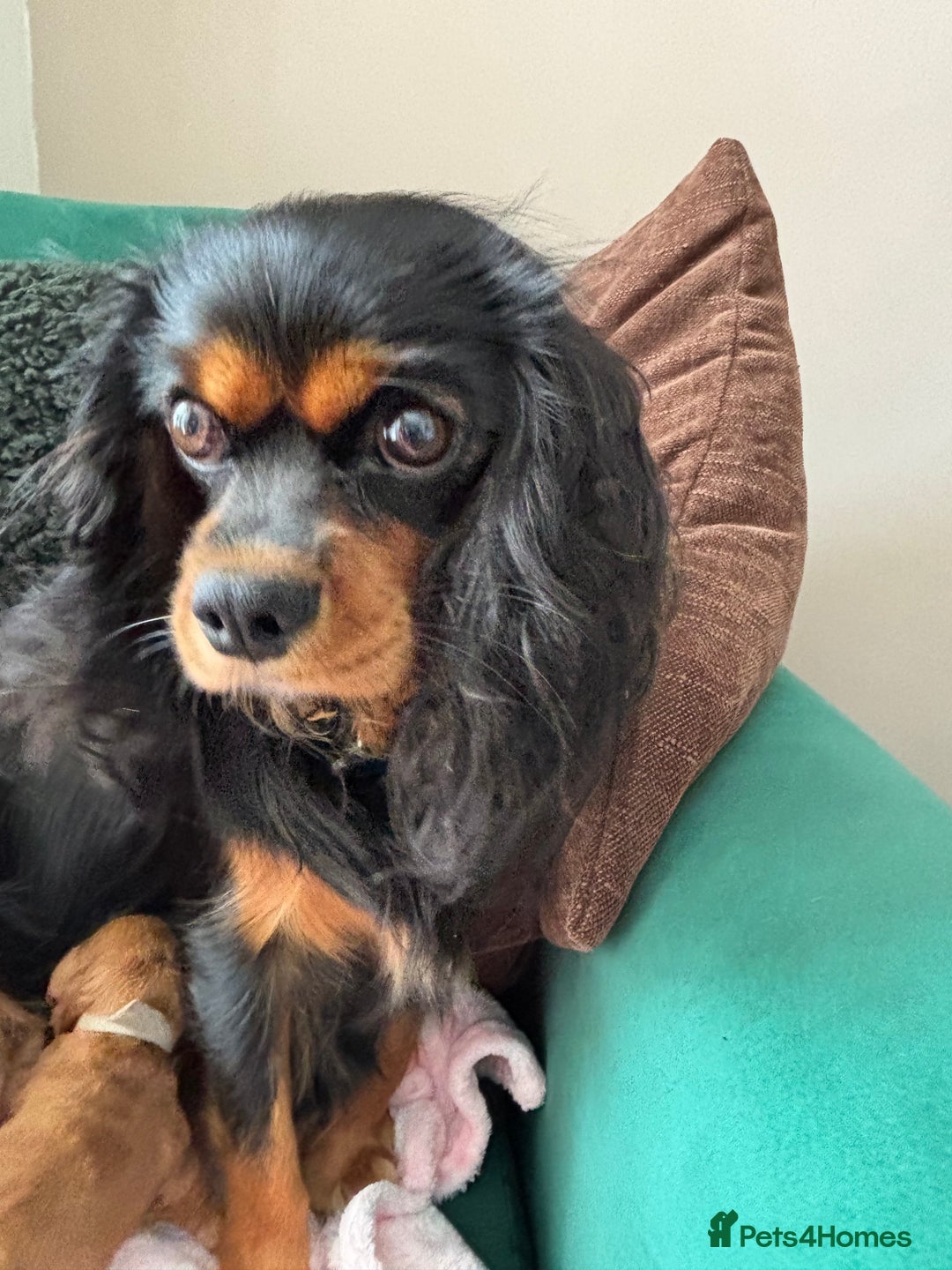 Cavapoo dogs for sale: Beautiful healthy Cavapoo’s d.o.b 22/08/25 - Image 24