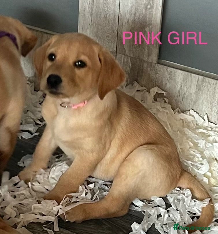 Labrador Retriever dogs Stunning Litter of Yellow Labradors READY NOW - Advert 12