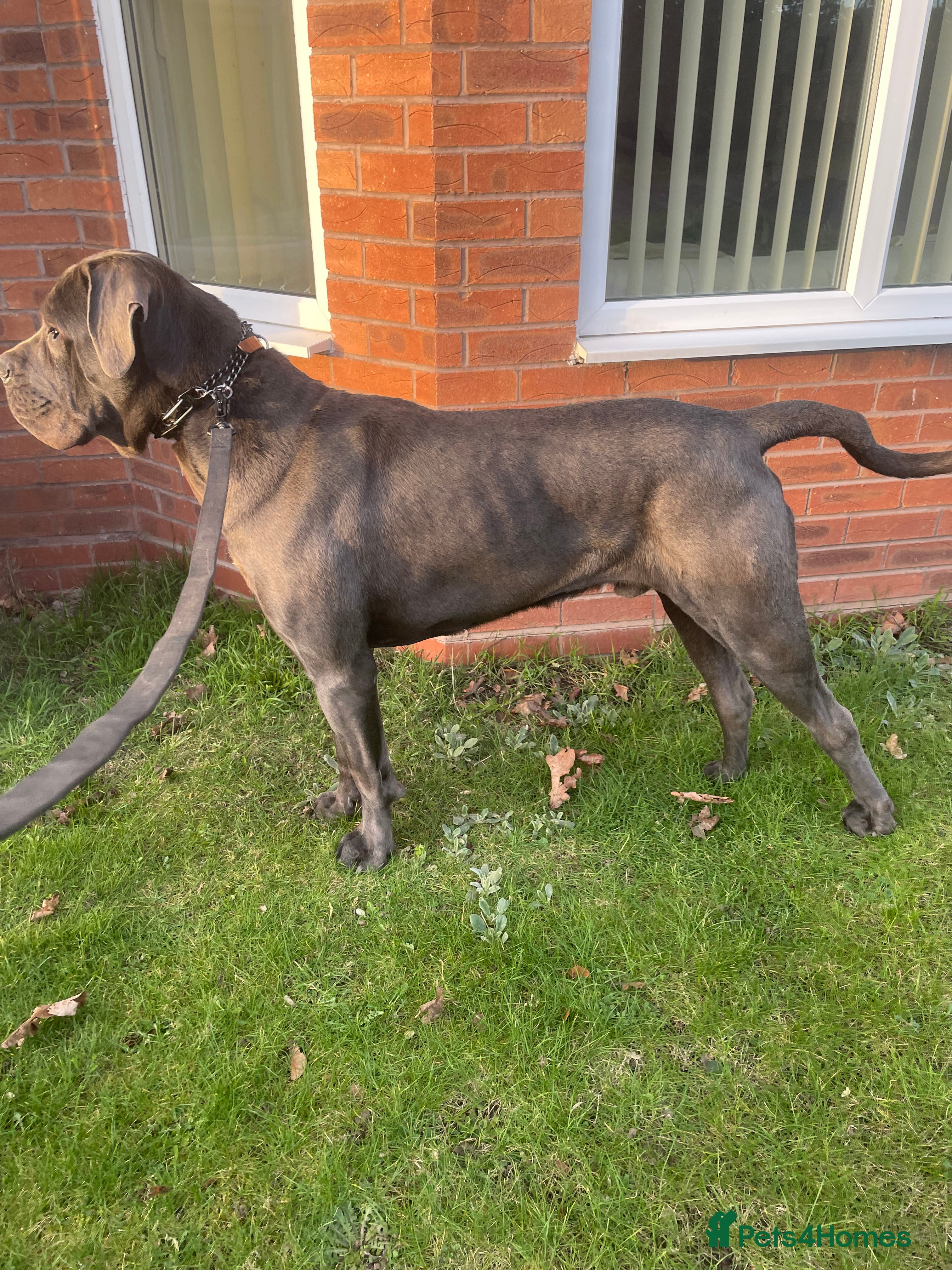 Cane Corso dogs Cane Corso male stud  - Advert 9