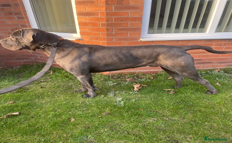 Cane Corso dogs - Advert 1