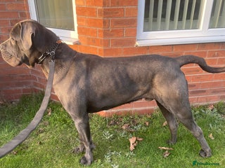 Cane Corso dogs - Advert 1