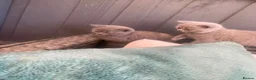 British Shorthair cats for sale: British short hair kittens for sale - Advert 9