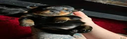 Rottweiler dogs for sale: Beautiful Show Quality Rottweiler Puppies - Advert 10