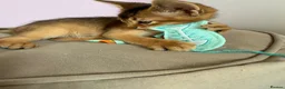 Abyssinian cats for sale: TICA reg one gorgeous Ruddy Aby boy left! - Advert 6