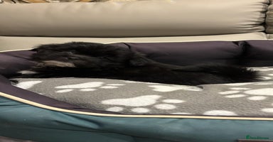 Lhasa Apso dogs Pedigree full bred Lhasa apso puppies - Advert 11