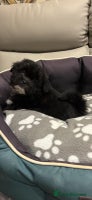 Lhasa Apso dogs Pedigree full bred Lhasa apso puppies - Advert 4