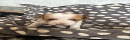 Mixed Breed dogs for sale: Jack Russel x Yorkshire terrier  in High Peak - Advert 23