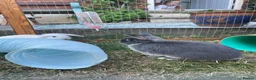 Netherland Dwarf rabbits for sale: Blue Fox Netherland Dwarf Doe  - Advert 4