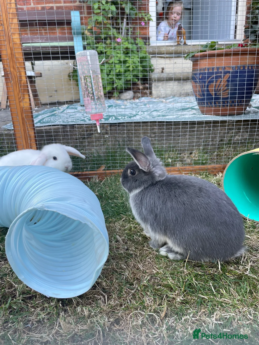 Netherland Dwarf rabbits for sale: Blue Fox Netherland Dwarf Doe  - Advert 4