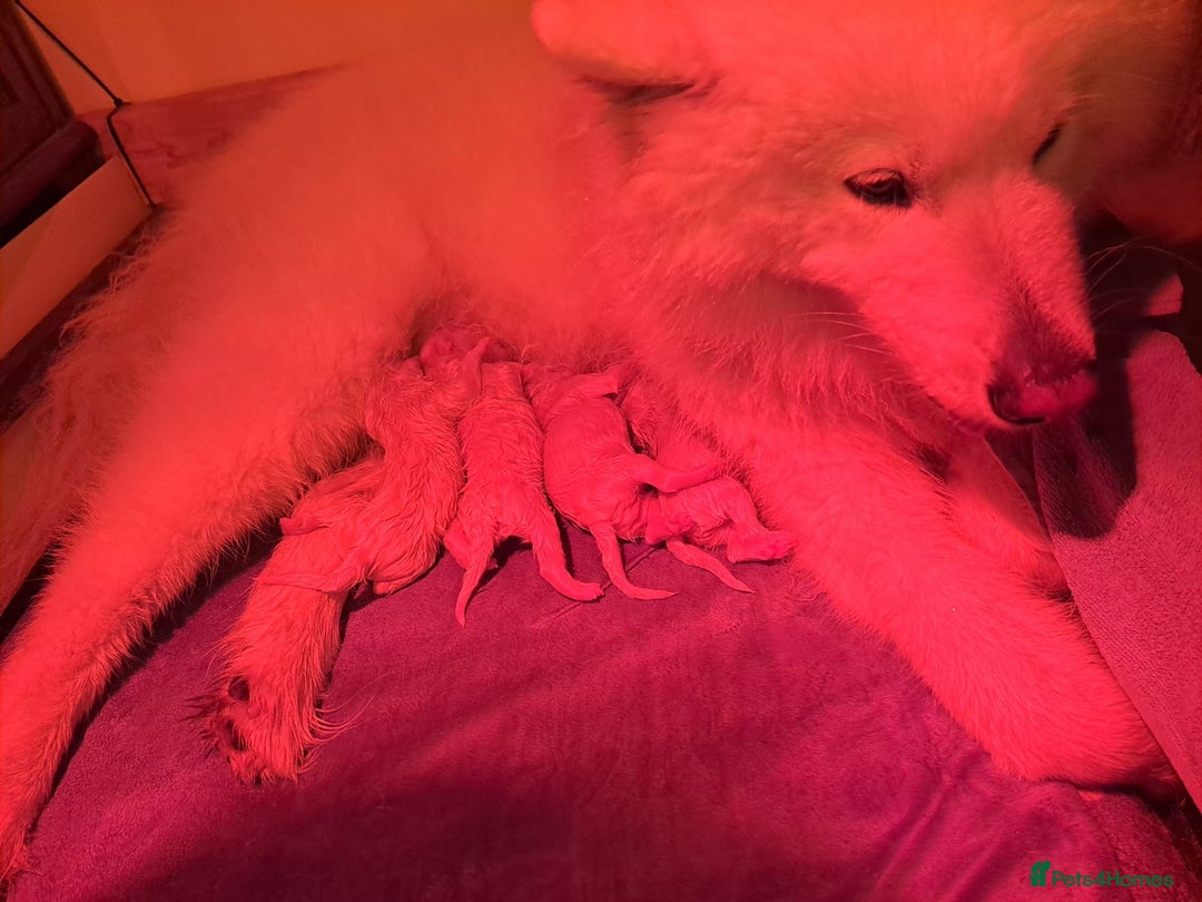 Samoyed dogs for sale: Adorable Samoyed Puppies  - Advert 8