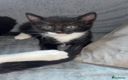 Mixed Breed cats for sale: 6 kittens to a loving home  - Image 4