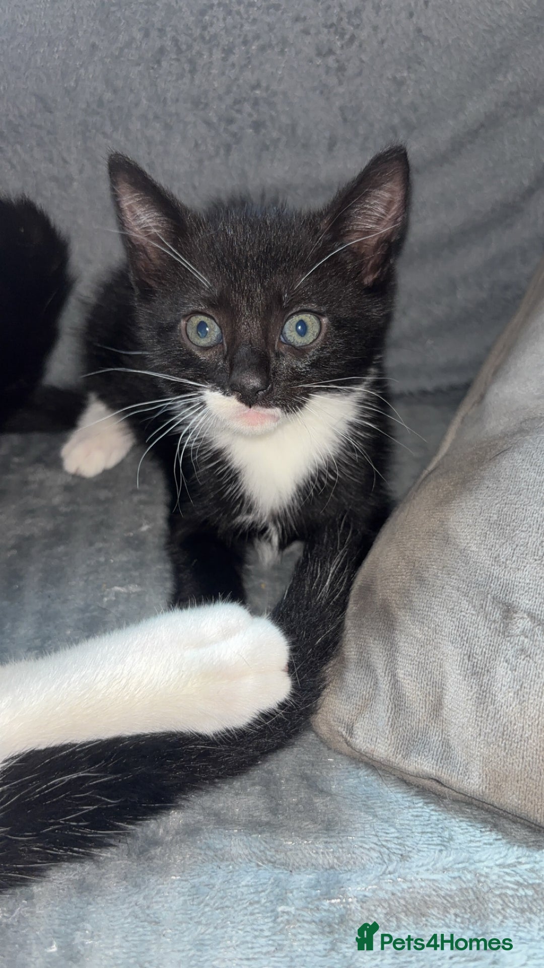 Mixed Breed cats for sale: 6 kittens to a loving home  - Image 4