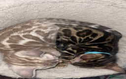 Bengal cats for sale: 🏡Stunning Tica registered Bengal Kittens  🐾 - Image 26