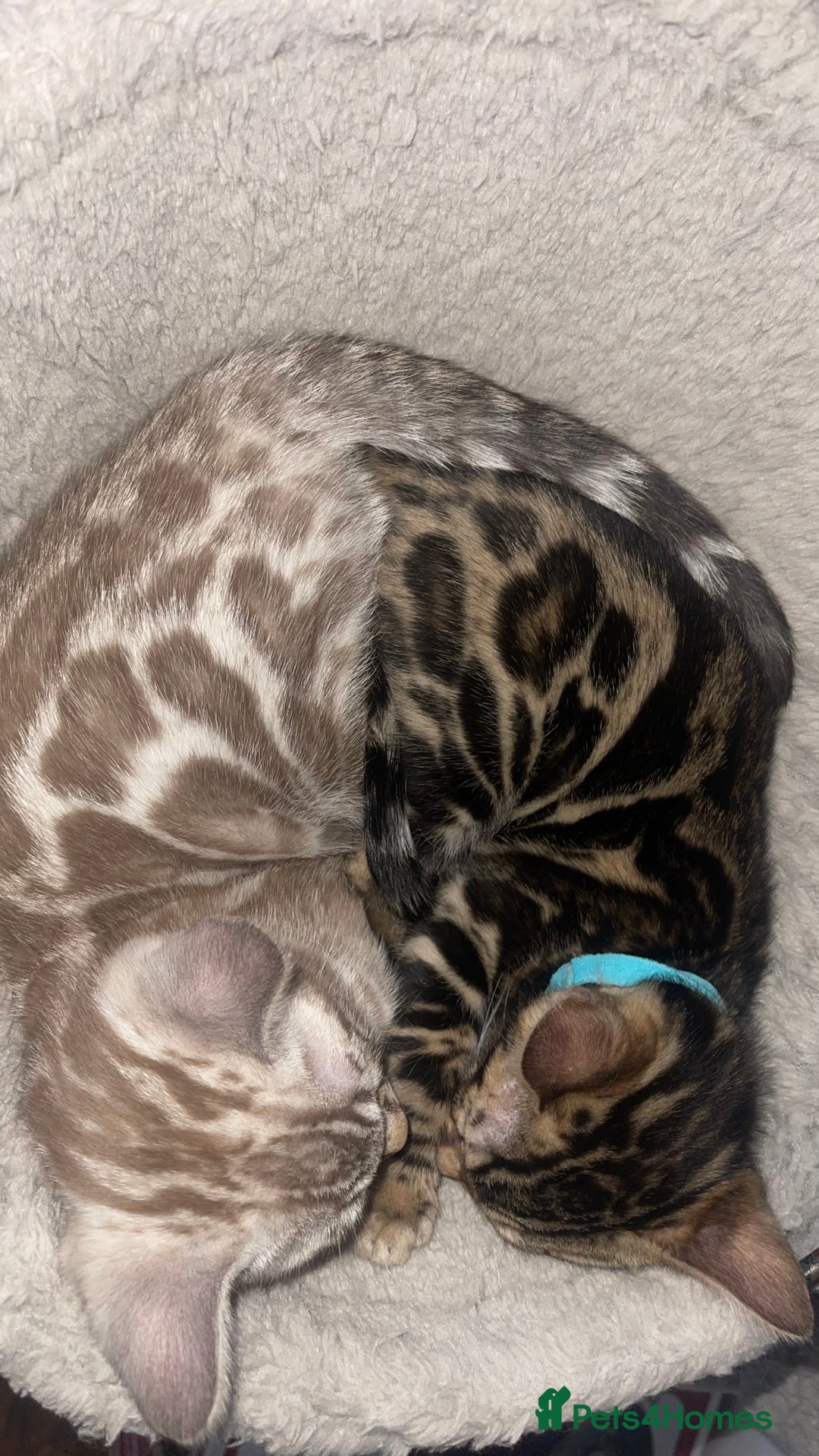 Bengal cats for sale: 🏡Stunning Tica registered Bengal Kittens  🐾 - Image 26