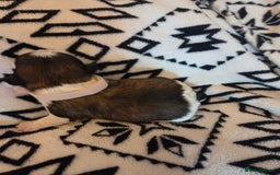 Shih Tzu dogs for sale: 5 stunning kc registered shih tzu pups - Image 9