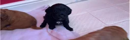 Cockapoo dogs for sale: F2 cockapoos  - Advert 12