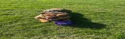 English Bulldog dogs for sale: Heartbreaking Sale English Bulldog in Feltham - Advert 1