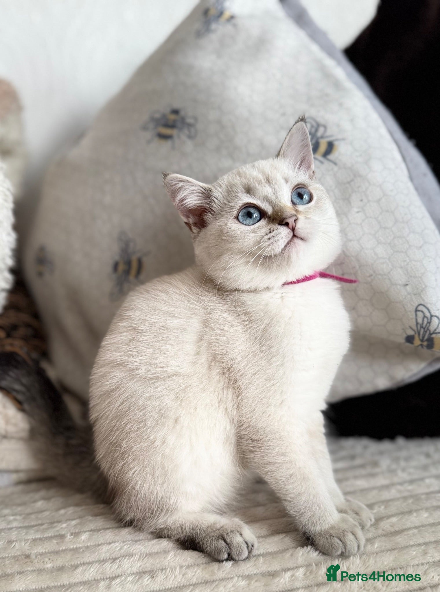 British Shorthair cats Beautiful BSH Blue Golden TICA kittens - Advert 9
