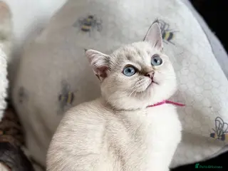 British Shorthair cats Beautiful BSH Blue Golden TICA kittens - Advert 9