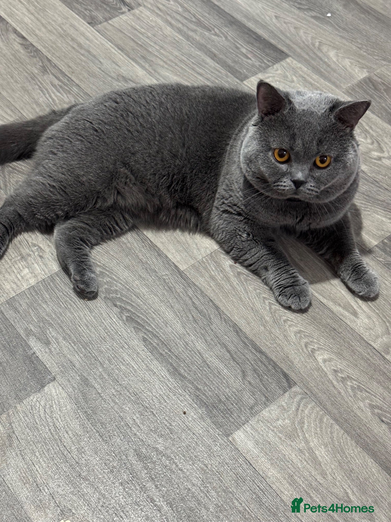 British Shorthair cats Beautiful Pure British Shorthair Blue Kittens  - Advert 1