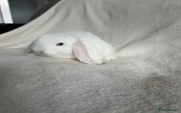 Mini Lop rabbits for sale: Mini Lops Ready To Leave Now - Image 9