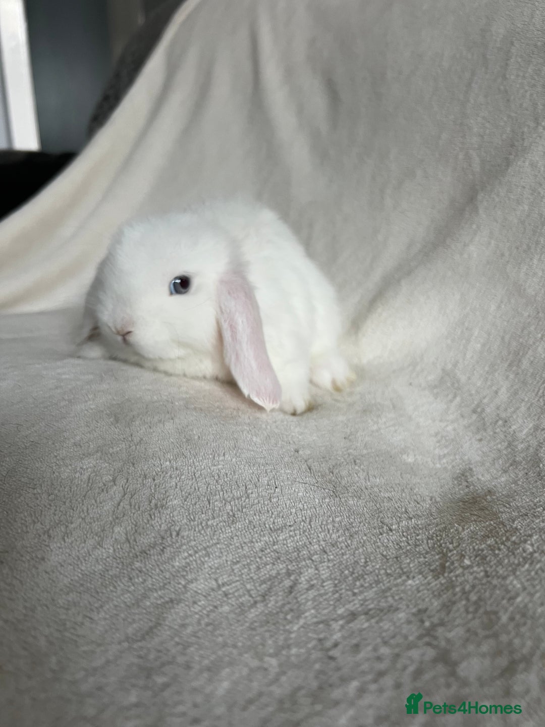 Mini Lop rabbits for sale: Mini Lops Ready To Leave Now - Image 9