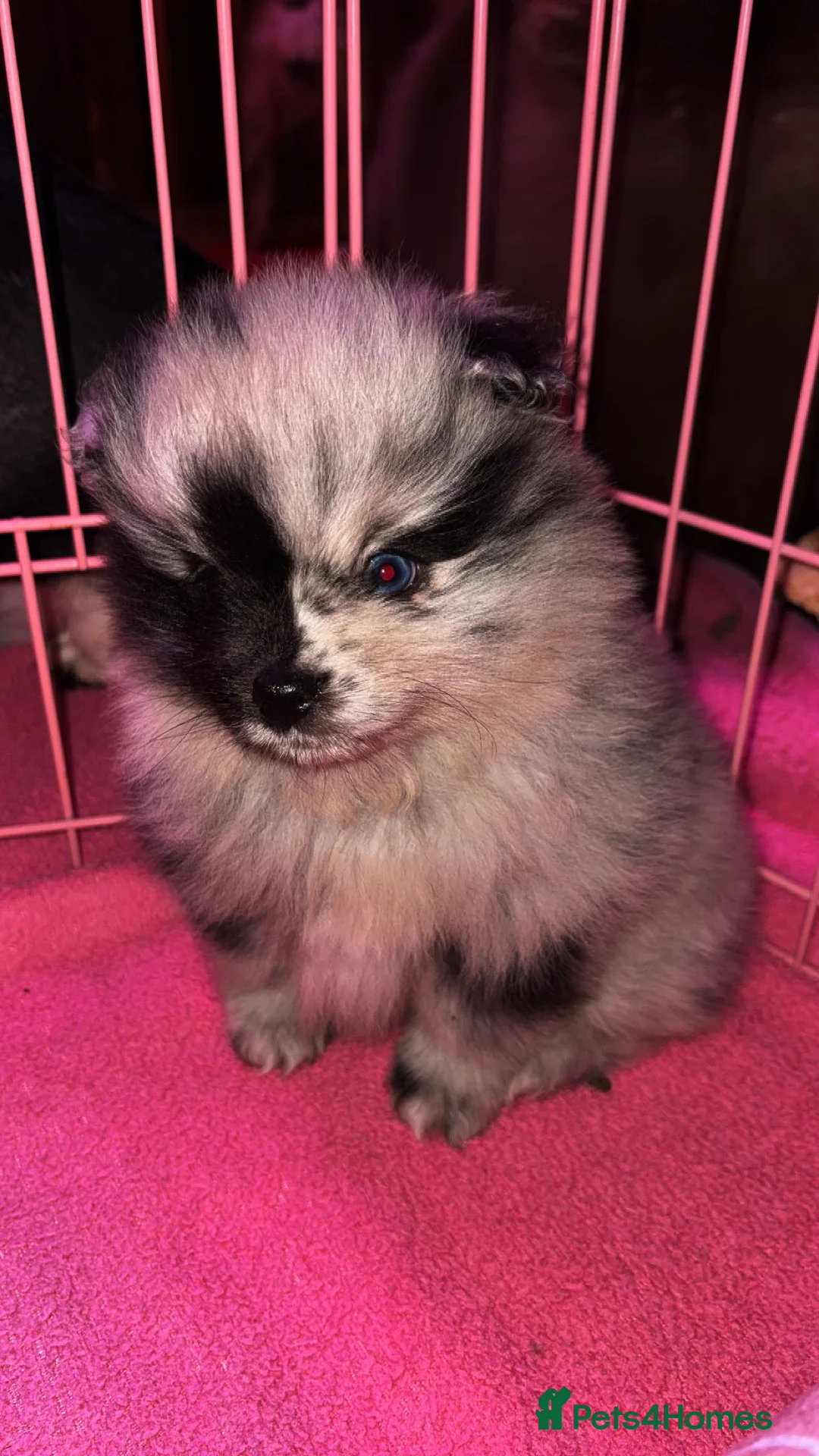 Pomeranian dogs for stud: Beautiful blue eyed Alaskan merle Pomeranian stud in Swansea - Advert 12