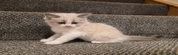 Ragdoll cats for sale: 3 REMAINING Gorgeous blue and seal ragdoll kittens - Advert 8