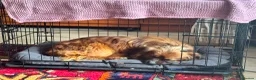 Mixed Breed dogs for adoption: Vernon in Sidcup - Advert 6