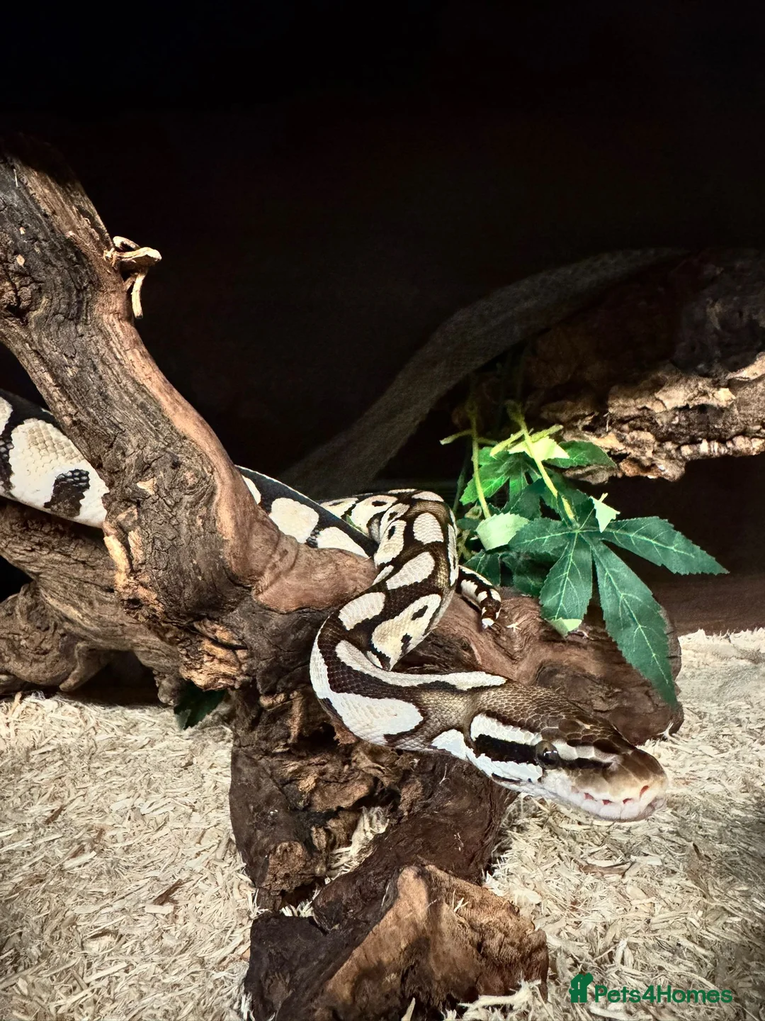 Python Snake reptiles for sale: Royal Ball Python with Viv - Advert 1