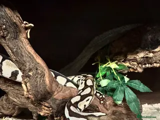 Python Snake reptiles Royal Ball Python with Viv - Advert 9