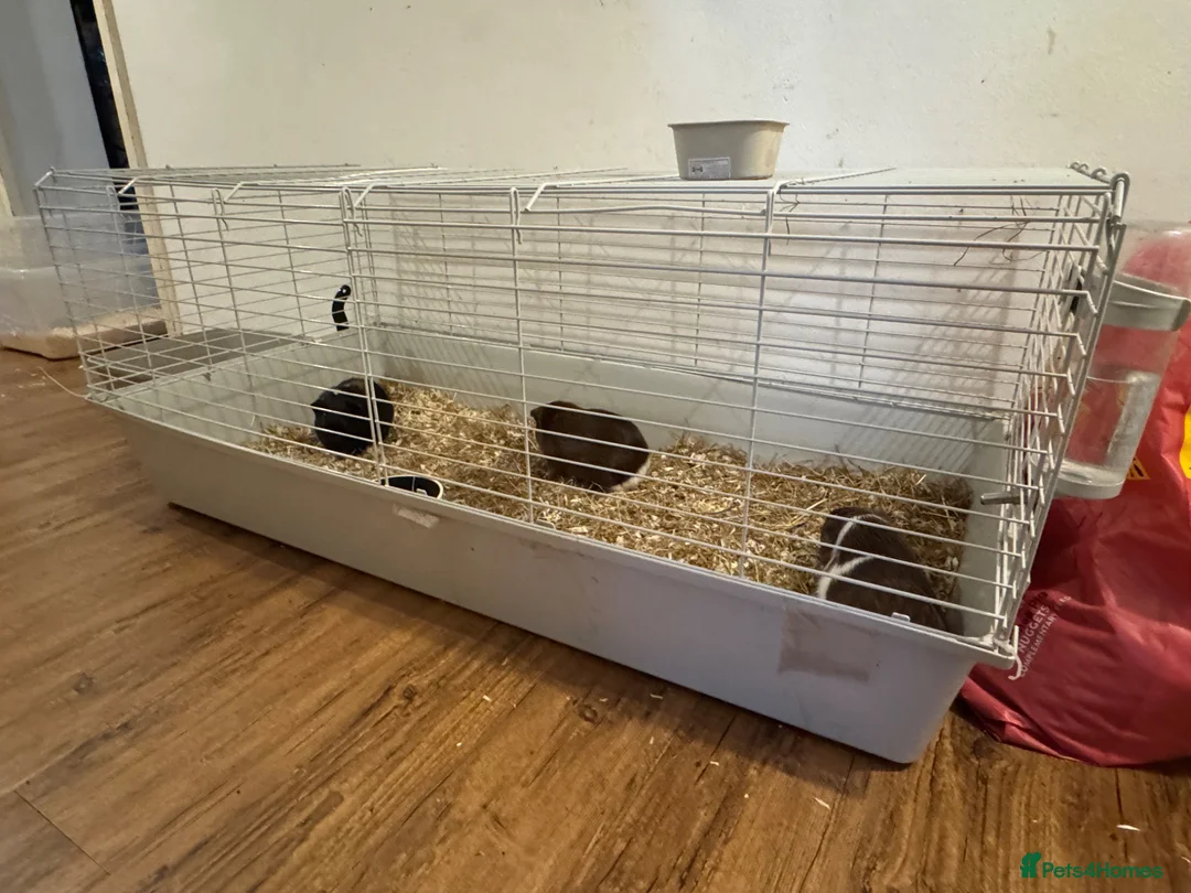 Guinea Pig rodents for sale: 3 Boys Guine Pig :) - Advert 5