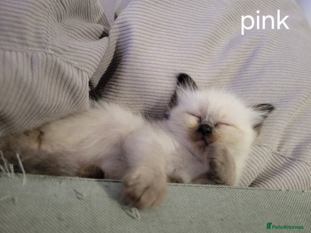 Ragdoll cats for sale: 5 very loved and spoiled Ragdoll kitttens - Advert 7