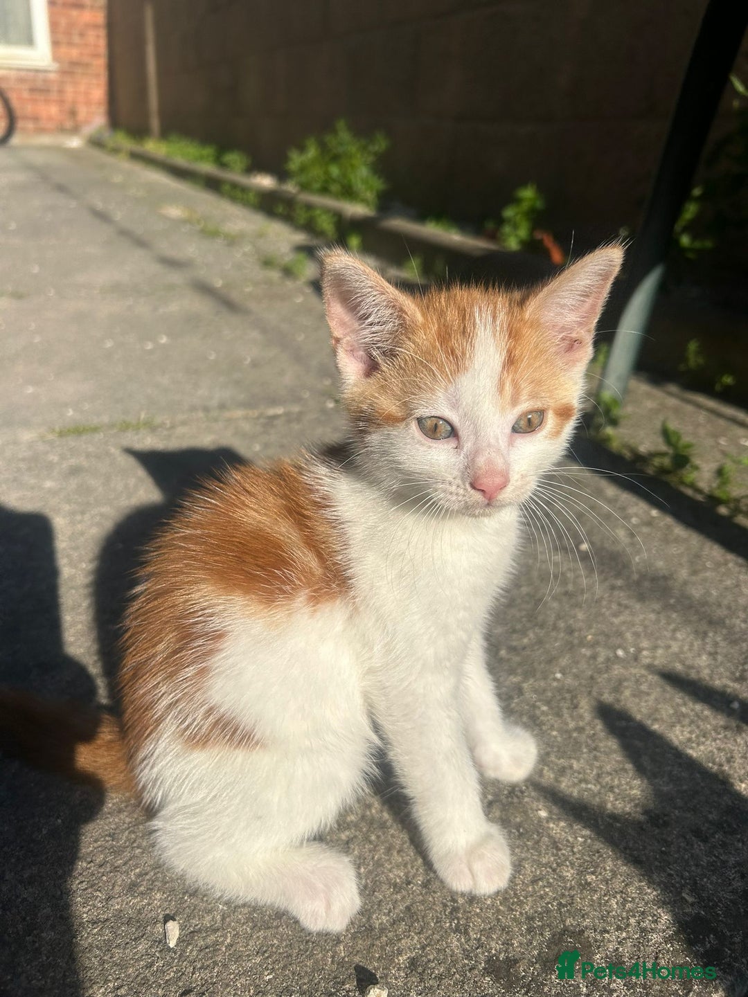 Mixed Breed cats for sale: Gorgeous kittens  - Image 9