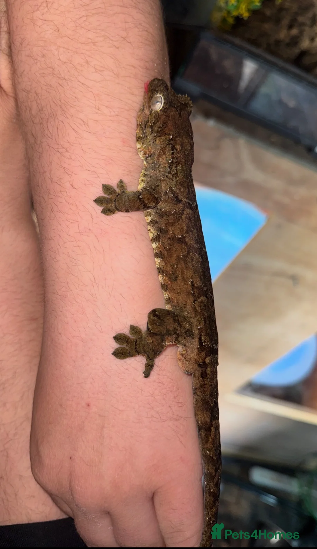Gecko reptiles for sale: 2 Male Chahoua Geckos for sale - Advert 2